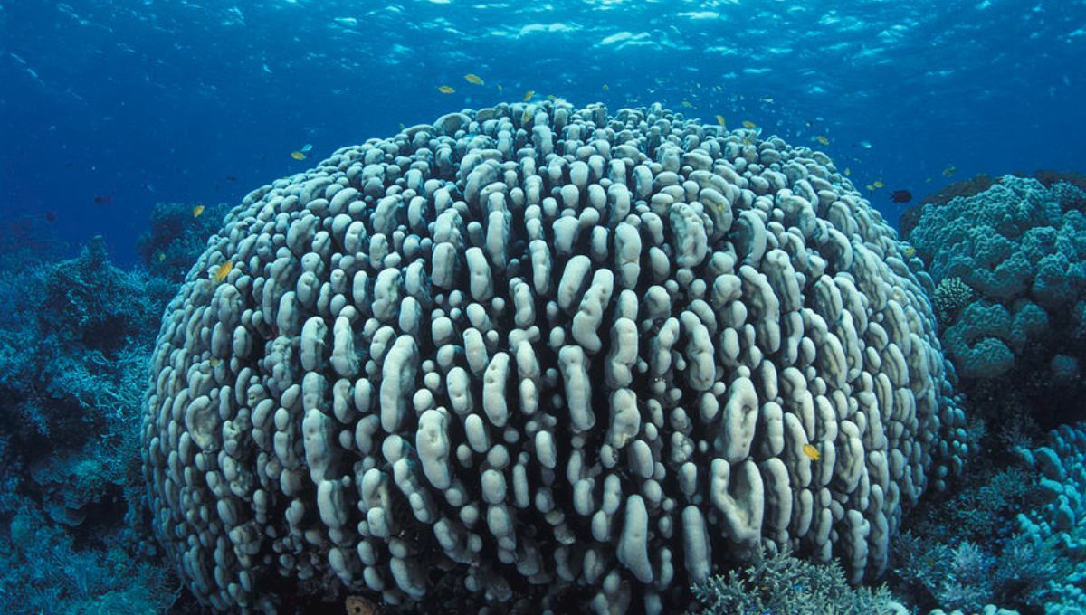 El ser vivo del océano Pacífico que nació en el siglo XVI y ocupa medio campo de fútbol