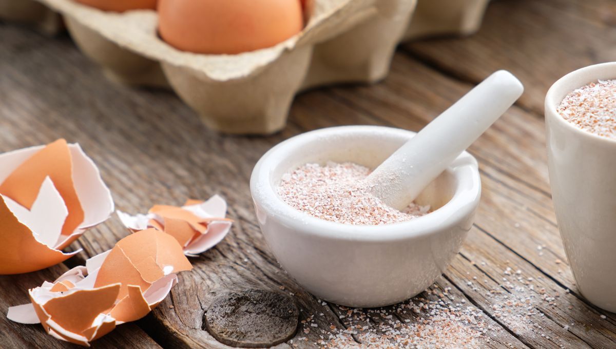 Polvo de cáscara de huevo. Polvo de cáscara de huevo.