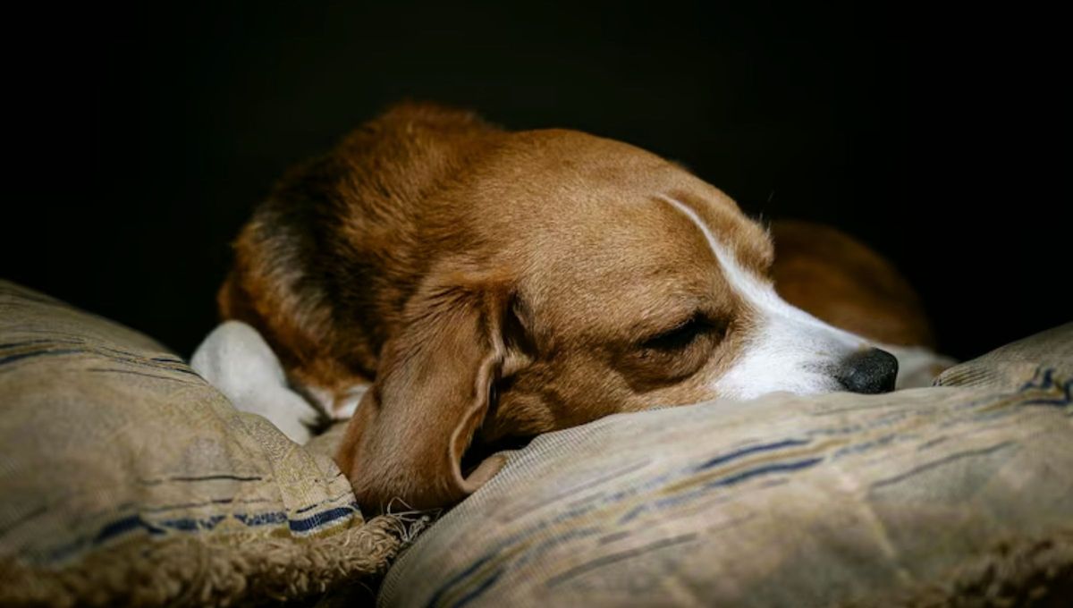 La raza de perro que es recomendada para personas tranquilas: duerme hasta 20 horas por día