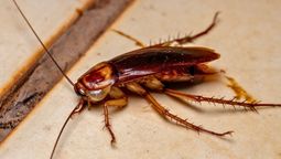 Si ves una cucaracha rondando por tu casa, te contamos qué significa y por qué es malo