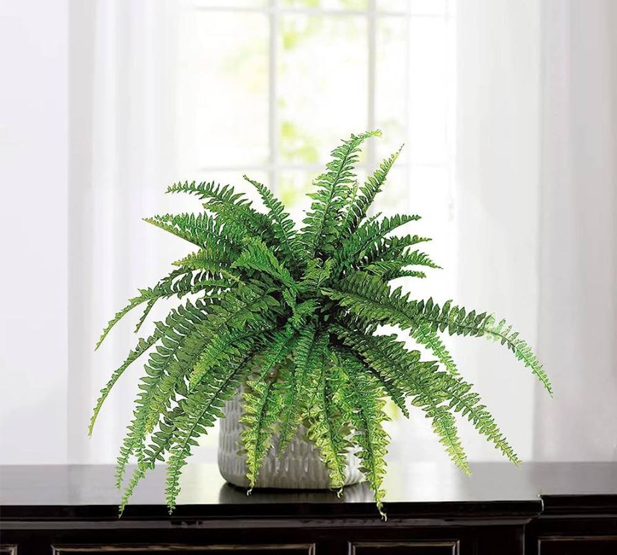 Según la filosofía china el Helecho atrae el dinero y la buena suerte Según la filosofía china el Helecho atrae el dinero y la buena suerte