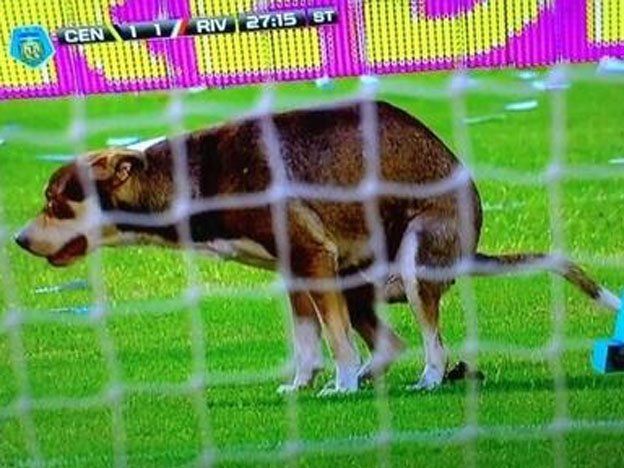 La imagen del día: ¡Un perro hizo caca en Central- River y se llevó una ovación!