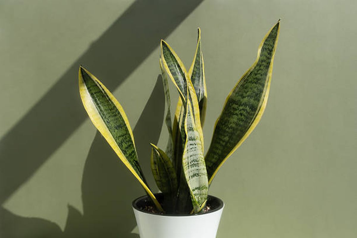 Con este truco tu sansevieria crecerá vigorosa todo el año. Con este truco tu sansevieria crecerá vigorosa todo el año.