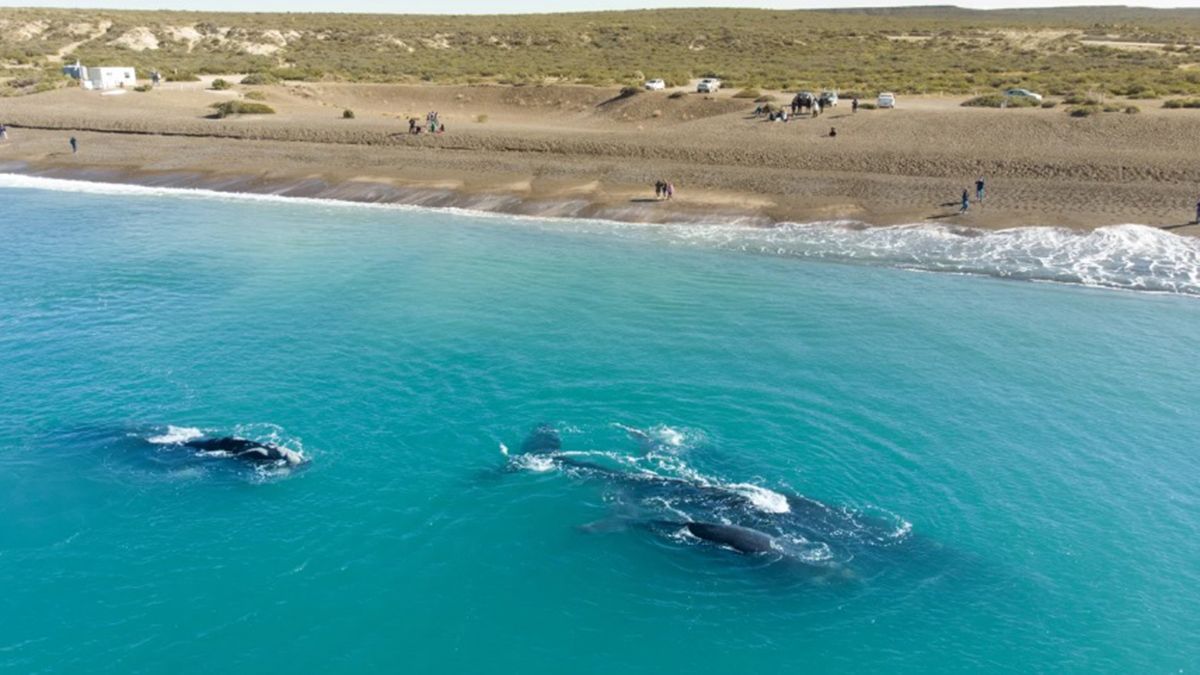 En la Playa El Doradillo se puede avistar ballenas gratis desde la costa y fue elegida entre los 100 mejores del mundo En la Playa El Doradillo se puede avistar ballenas gratis desde la costa y fue elegida entre los 100 mejores del mundo