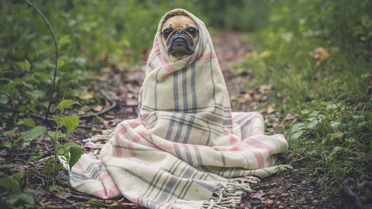 La partida de un perro tras su muerte, puede significar un dolor muy grande en las personas.