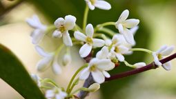 Este árbol requiere cuidados básicos.