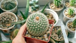 Qué significa tener un cactus en casa según la mirada del Feng Shui