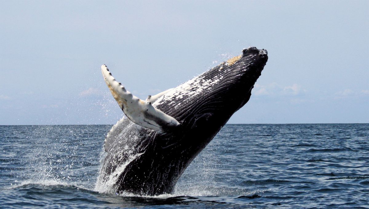 El Impactante descubrimiento en Alaska que demuestra la inteligencia de las ballenas El Impactante descubrimiento en Alaska que demuestra la inteligencia de las ballenas