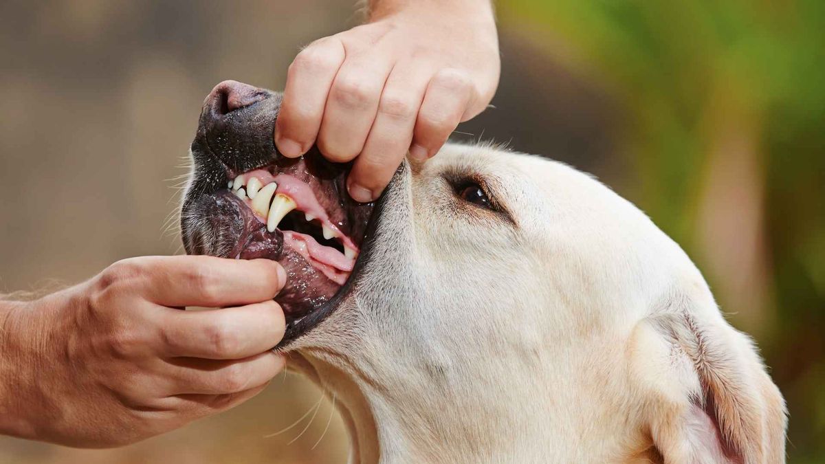El color normal de las encías de un perro debe ser rosado. El color normal de las encías de un perro debe ser rosado. 