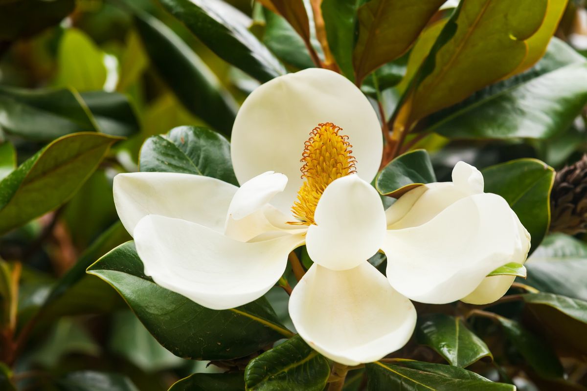 Esta especie arbórea tiene unas flores que desprenden un aroma dulce y fresco. Imagen: Magnific.