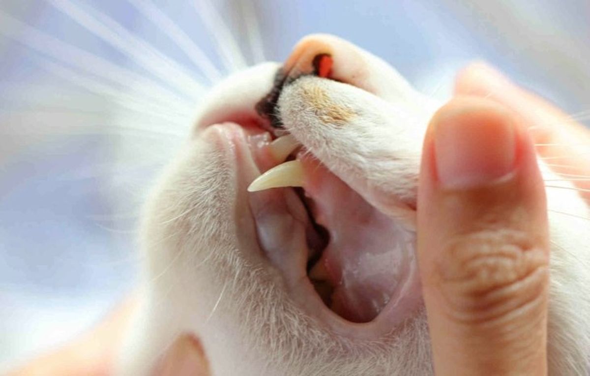 Esta condici&oacute;n escala con rapidez en tu gato.