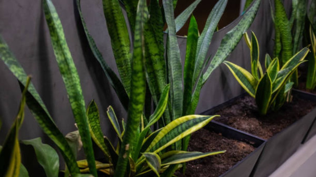 Aprendé a cuidar tu sansevieria en otoño.