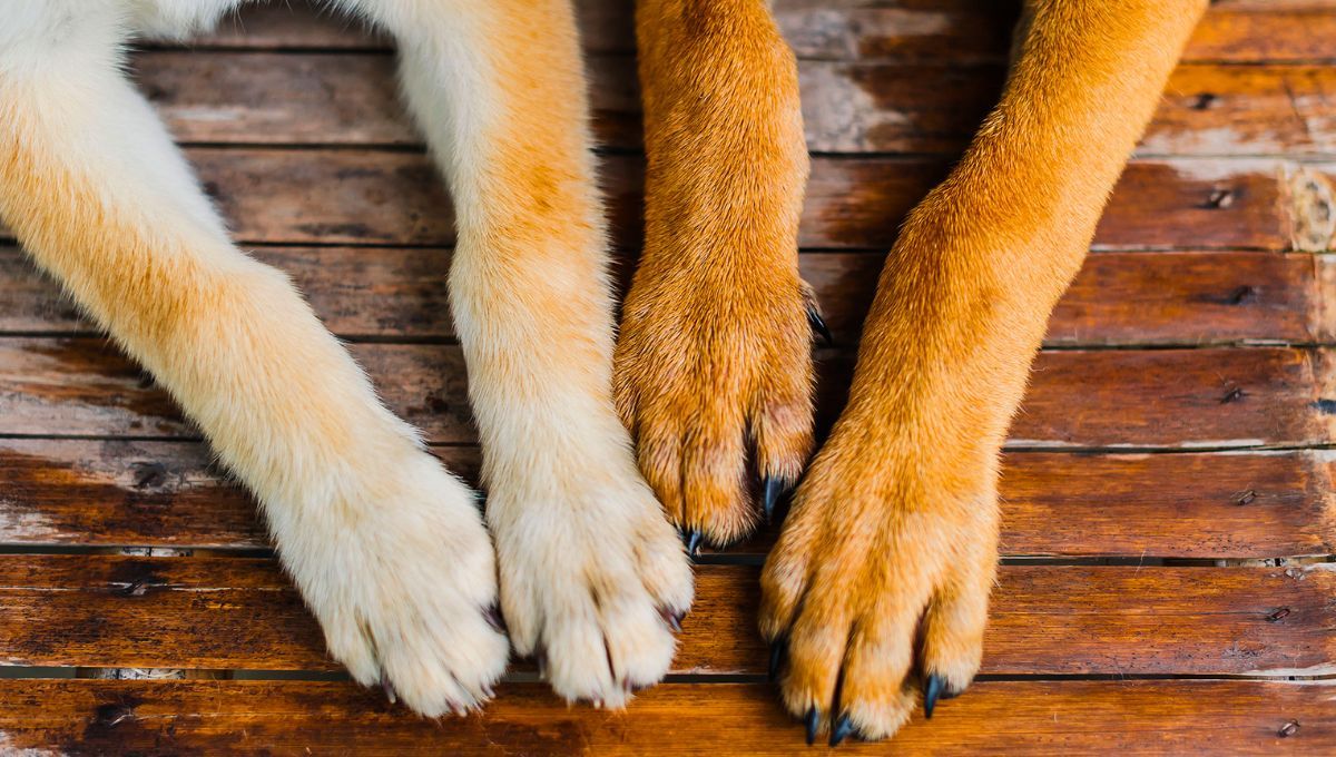 Esta raza es tan antigua que figura en el Antiguo Egipto