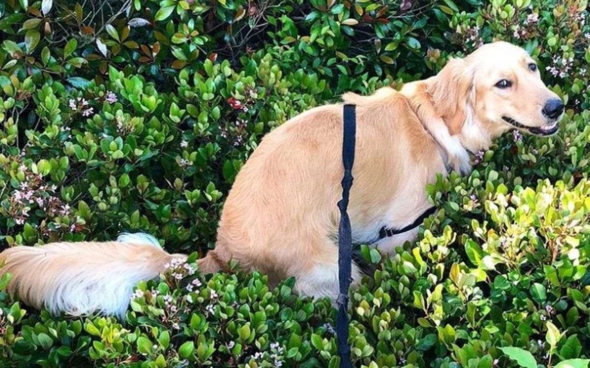 Si tu perro te mira al hacer sus&nbsp; necesidades, te est&aacute; demostrando confianza.&nbsp;