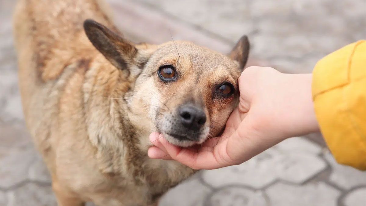 No todos saben qué significa acariciar un perro en la calle. No todos saben qué significa acariciar un perro en la calle.