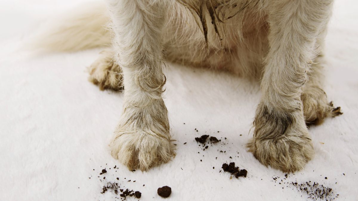 El truco casero para limpiarle las patitas a tus mascotas de una manera efectiva y natural