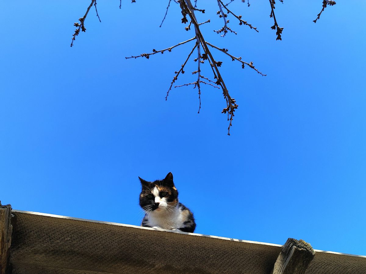 Dile adiós a los felinos en los tejados. Dile adiós a los felinos en los tejados.