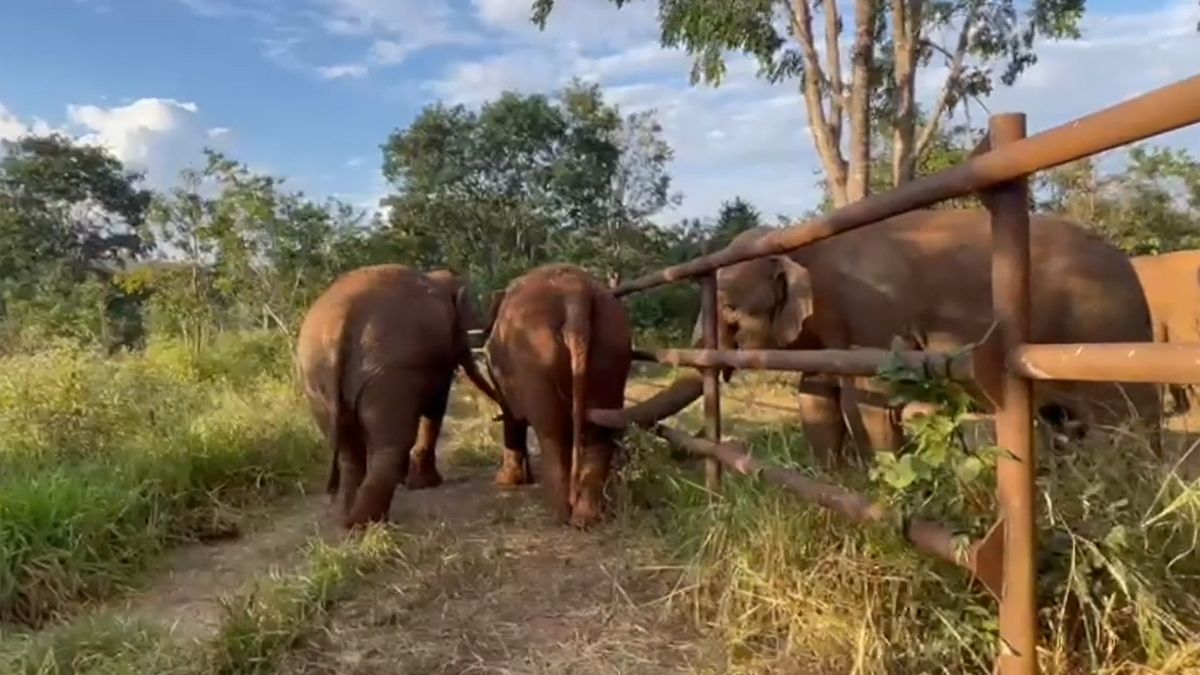 Las elefantas Pocha (quien murió en 2022) y Guillermina junto a sus "amigas" en el santuario de Brasil. Las elefantas Pocha (quien murió en 2022) y Guillermina junto a sus "amigas" en el santuario de Brasil.