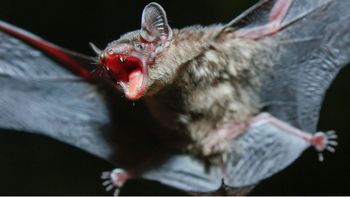 Una influencer se grabó comiendo murciélagos