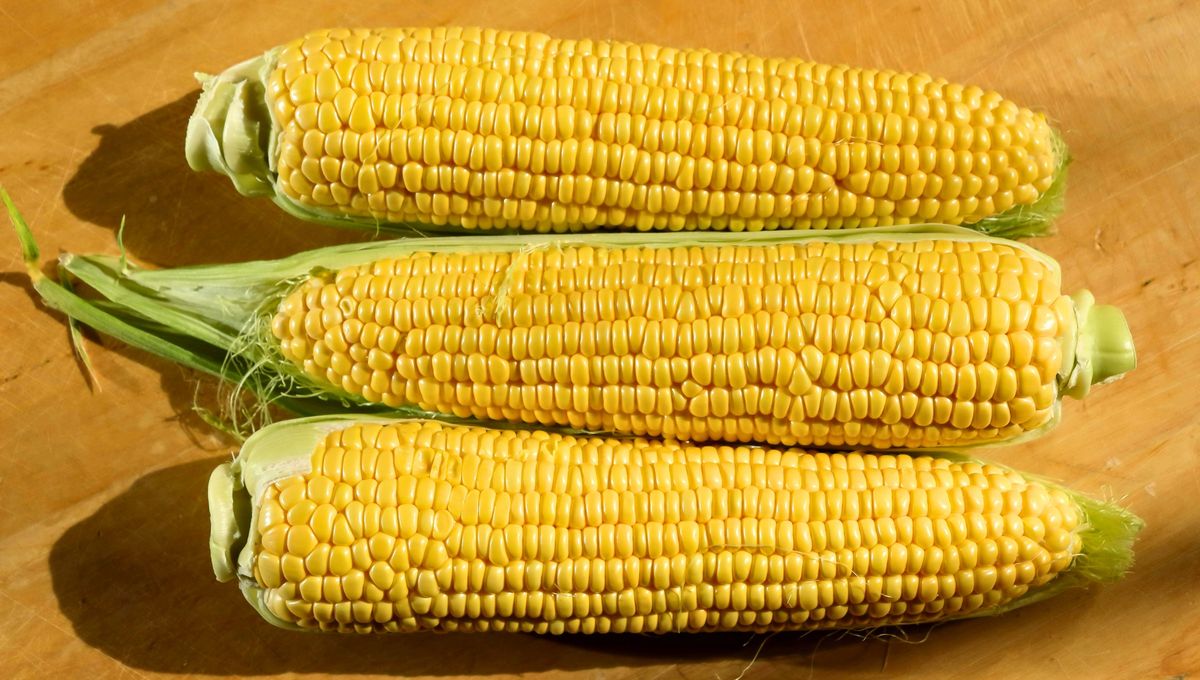 El choclo es un alimento rico, nutritivo y vers&aacute;til.