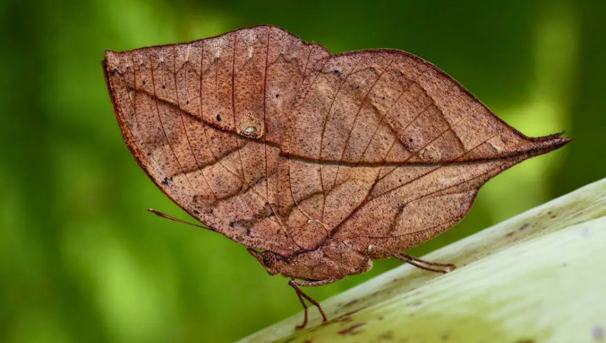 La mariposa hoja seca, conocida científicamente como Gastropacha quercifolia. La mariposa hoja seca, conocida científicamente como Gastropacha quercifolia.