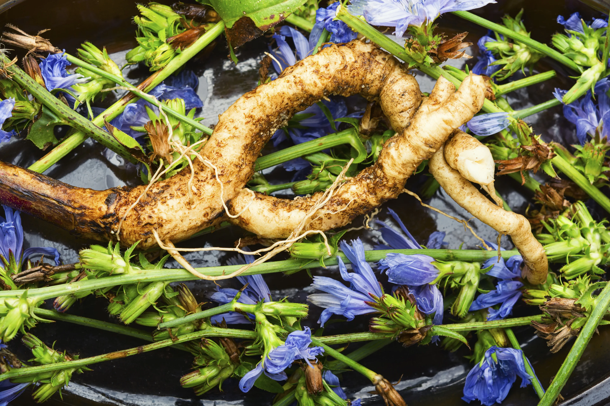 La inulina es un suplemento que se extrae de la naturaleza. La inulina es un suplemento que se extrae de la naturaleza.