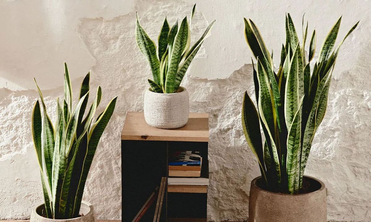 Plantas de interior, la sansevieria la planta ideal Plantas de interior, la sansevieria la planta ideal