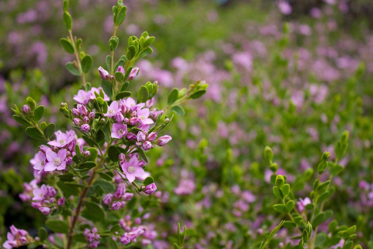 Esta planta tiene masas de flores en forma de estrella.