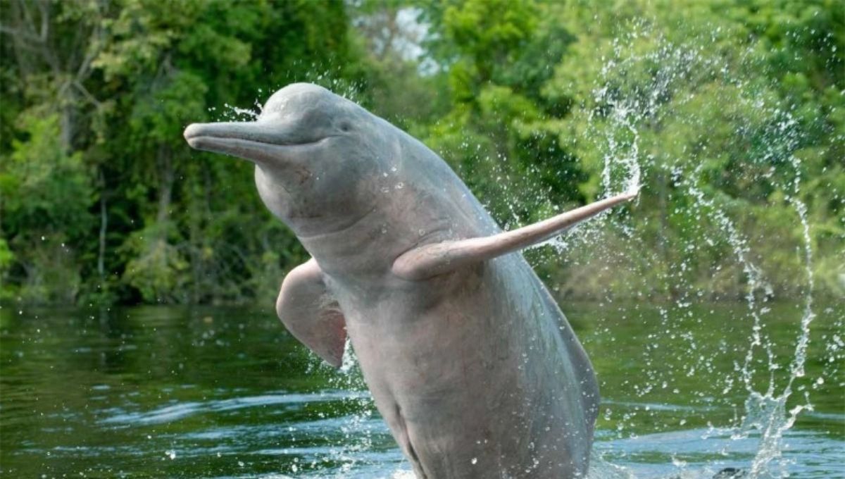 El río único en el planeta Tierra donde nadan delfines