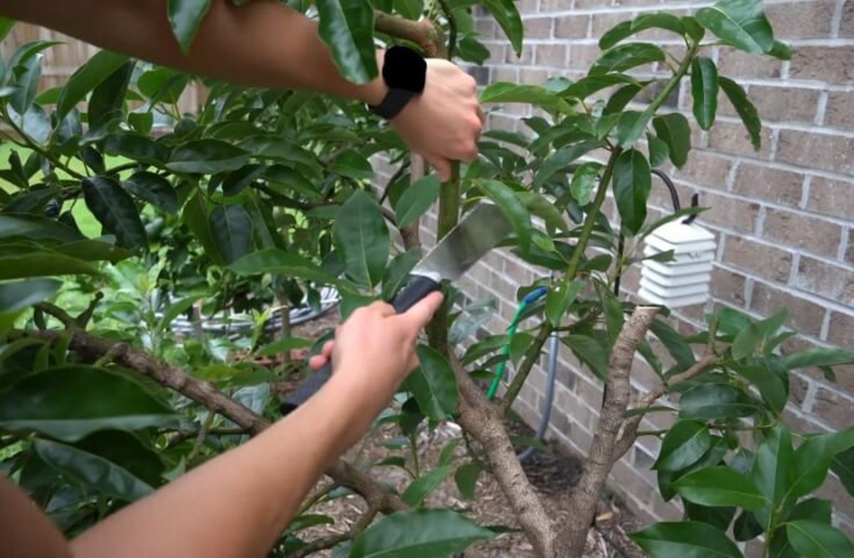 Cuál es el mejor momento para podar un árbol de palta, según los expertos Cuál es el mejor momento para podar un árbol de palta, según los expertos