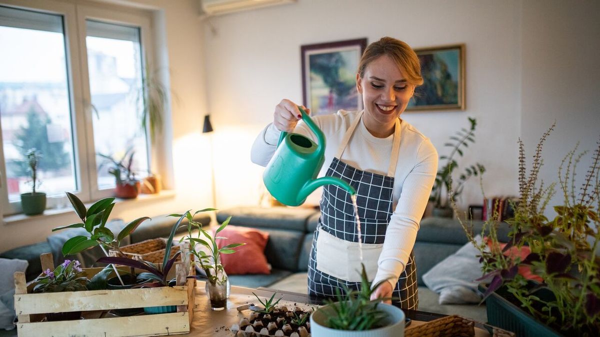 El aloe vera no necesita mucha frecuencia de riego en invierno El aloe vera no necesita mucha frecuencia de riego en invierno 