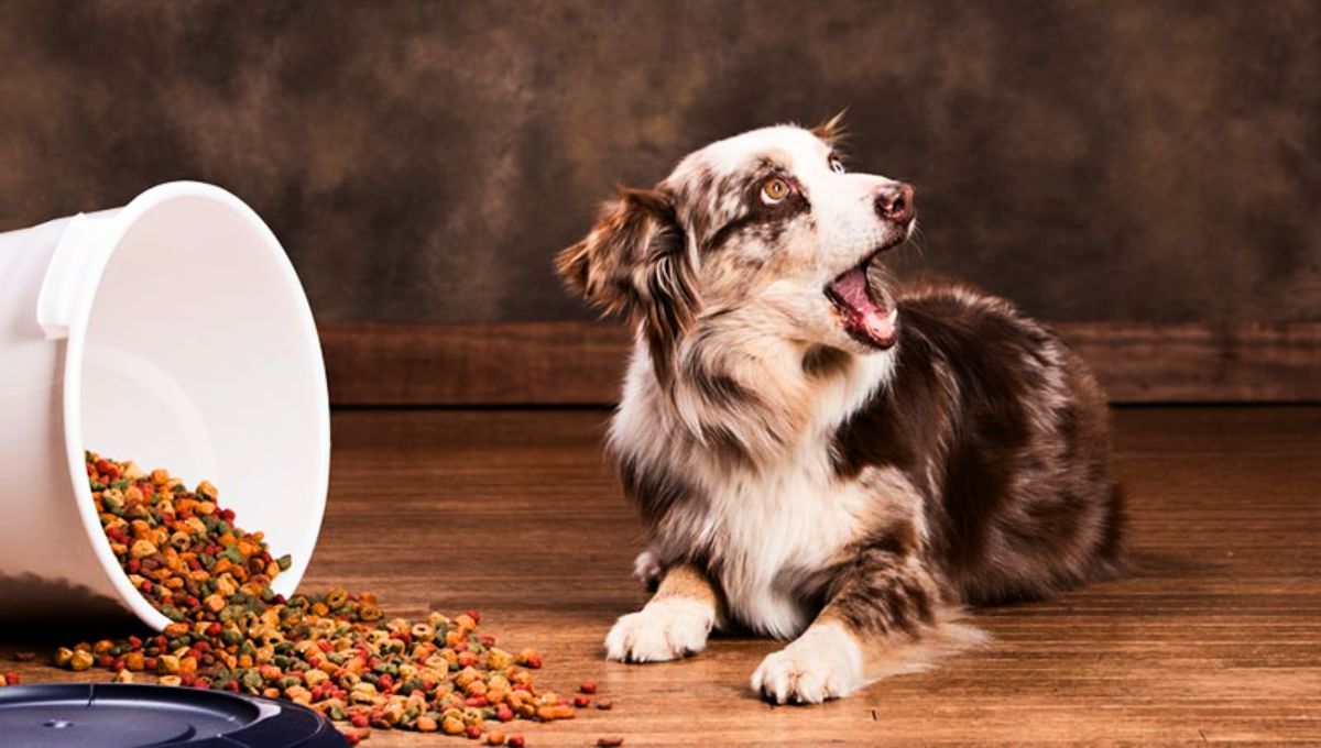 Muchos perros tienen la costumbre de ladrar a la hora de que les sirvan la comida
