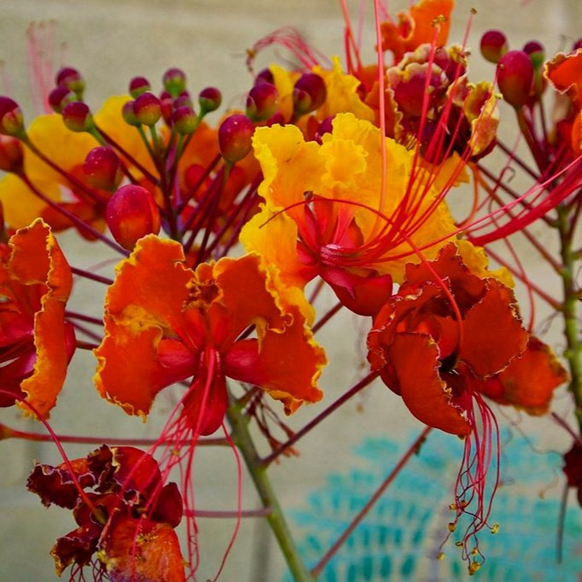 Esta planta tiene flores coloridas, que embellecen cualquier jardín. Imagen: argentinat Esta planta tiene flores coloridas, que embellecen cualquier jardín. Imagen: argentinat