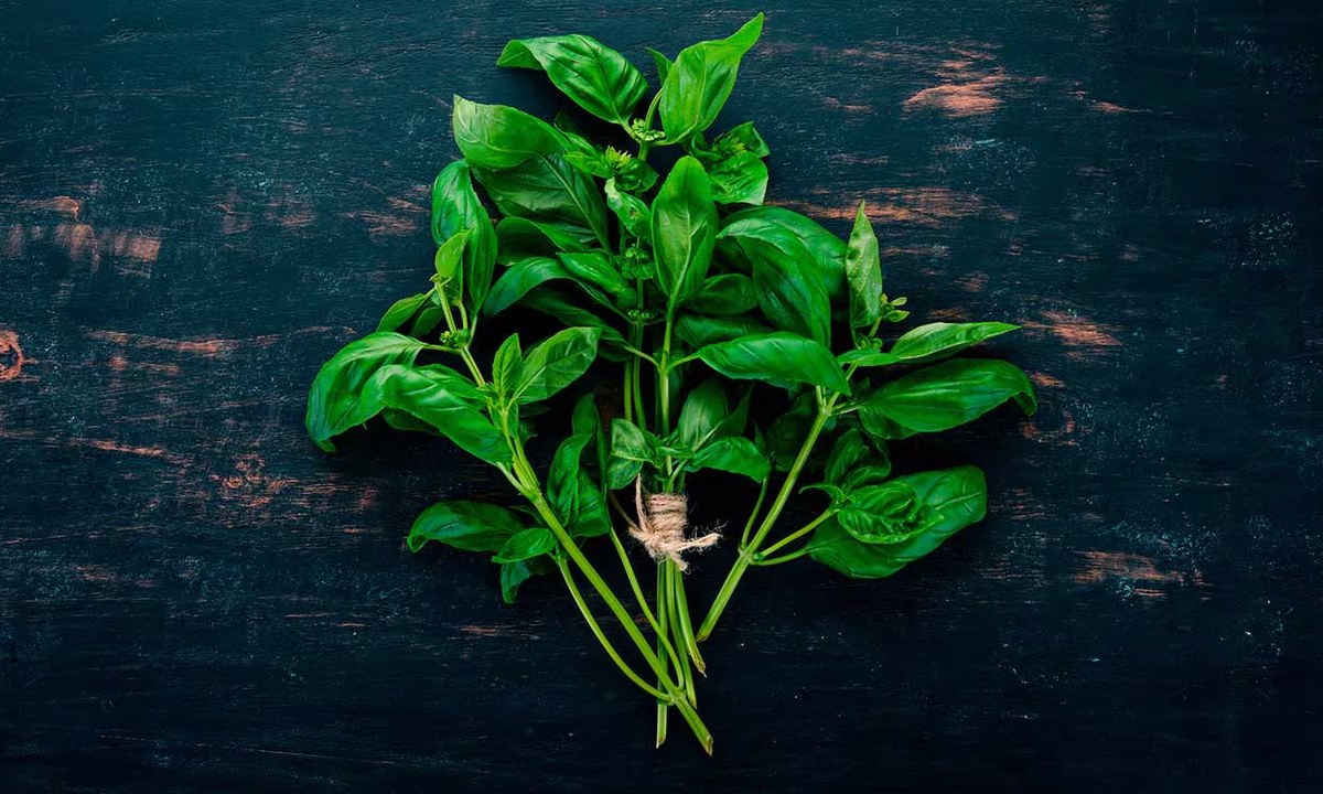 Qué significa dormir con una hoja de albahaca debajo de la almohada y qué efecto tiene en la salud. Qué significa dormir con una hoja de albahaca debajo de la almohada y qué efecto tiene en la salud.