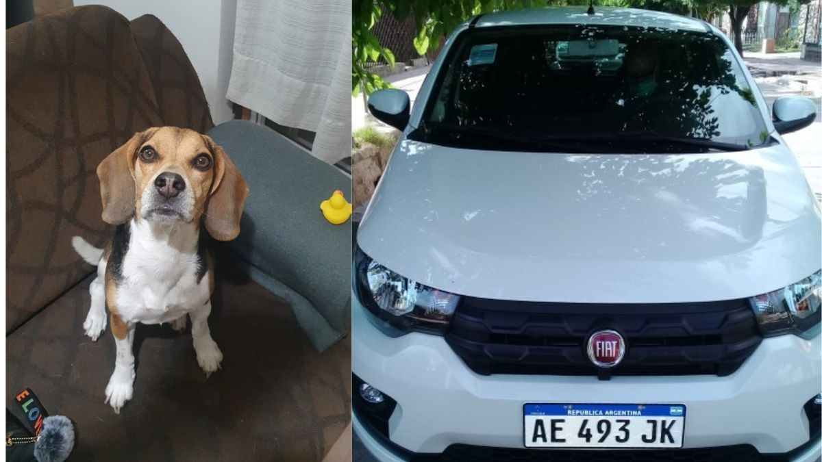 El perrito Leonardo y el auto de la periodista Virginia Rizzi, ambos fueron robados de la puerta de su casa, en Godoy Cruz. Pero luego fueron recuperados.