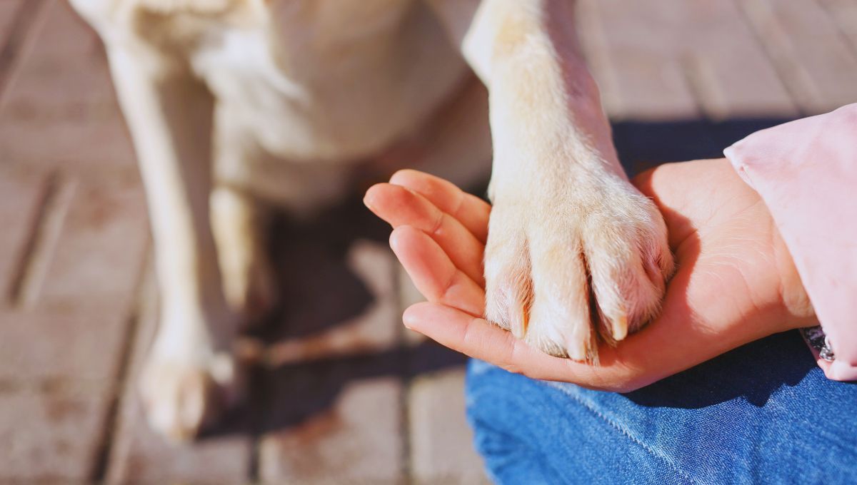 La sencilla fórmula para saber si tu mascota es diestra o zurda