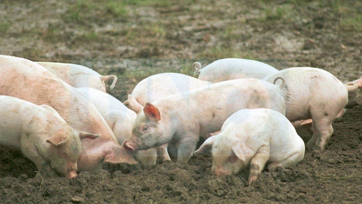 Importaciones que no paran de crecer y suba de costos ponen en quebranto a productores porcinos