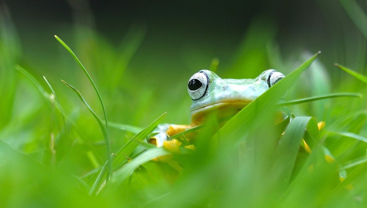 Con este método nutres tu jardín, además de atraer a los sapos.