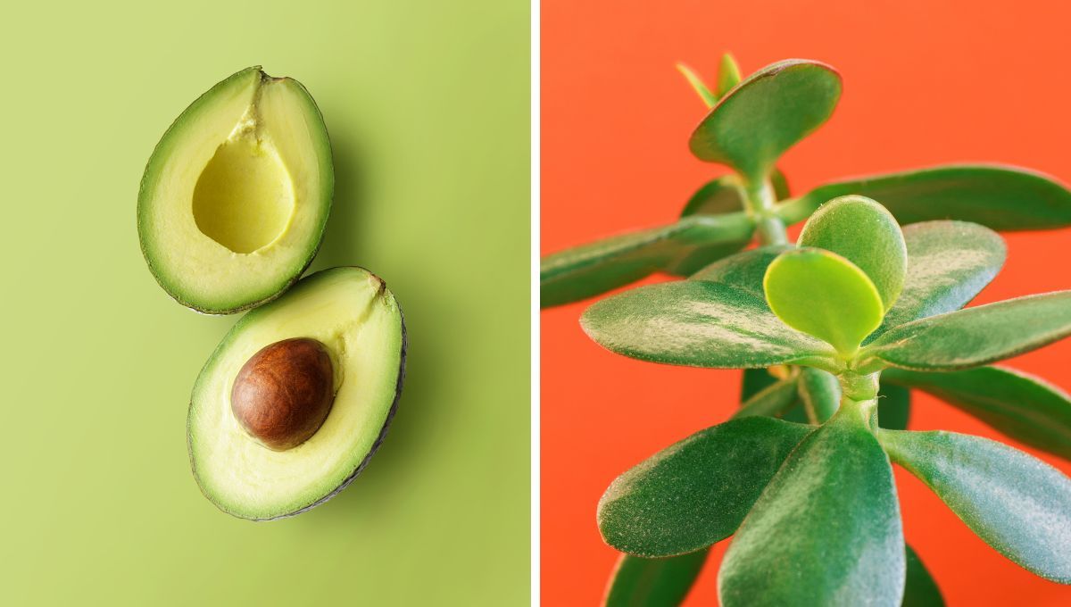 Árbol de Jade: recicla las cáscaras de palta y úsalas como abono casero