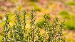 Si tenés una planta de romero en casa, te contamos qué significa y qué beneficios trae a tu hogar. Foto Canva Si tenés una planta de romero en casa, te contamos qué significa y qué beneficios trae a tu hogar. Foto Canva