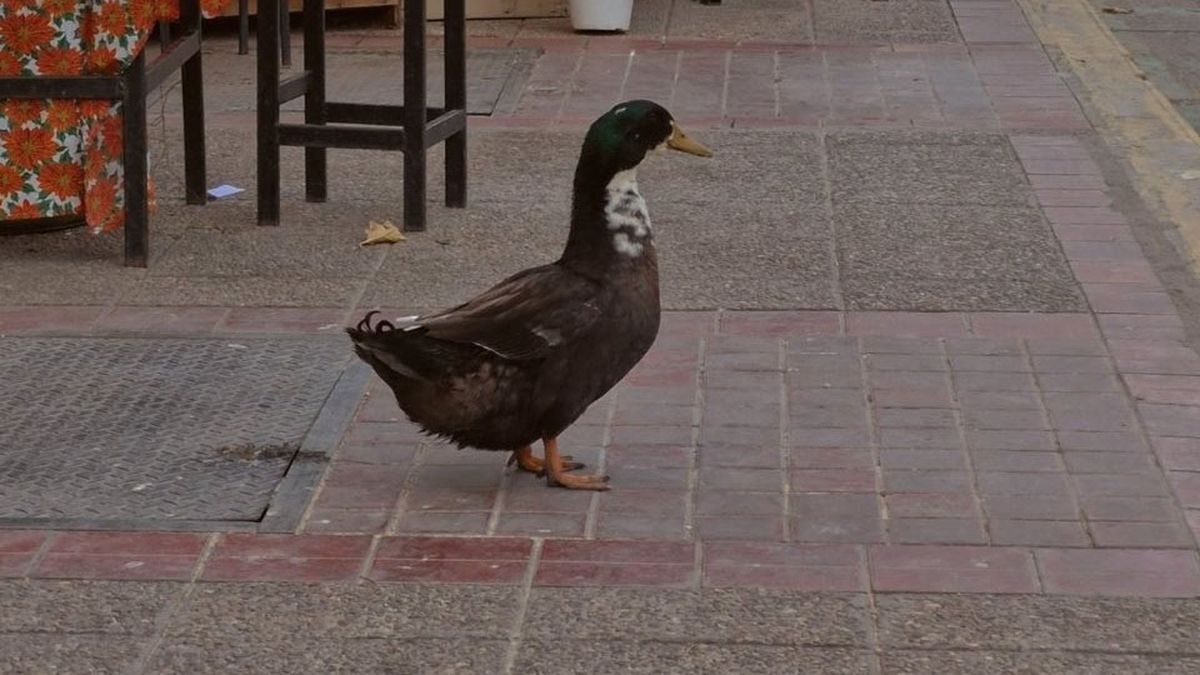 El pato Juan no volverá al centro