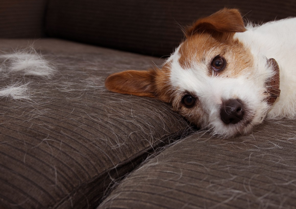 Un truco casero para decir adiós para siempre a los pelos de mascotas en la ropa