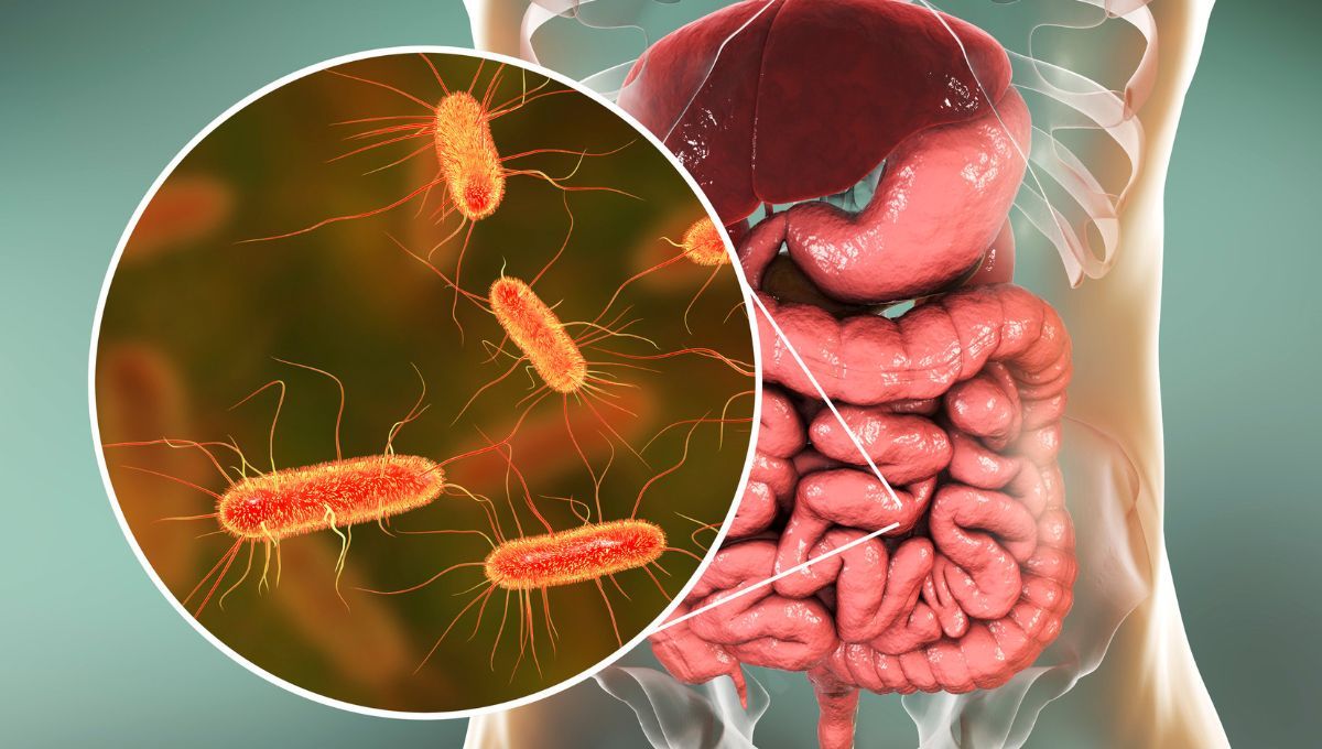 Parásitos intestinales. Parásitos intestinales. 