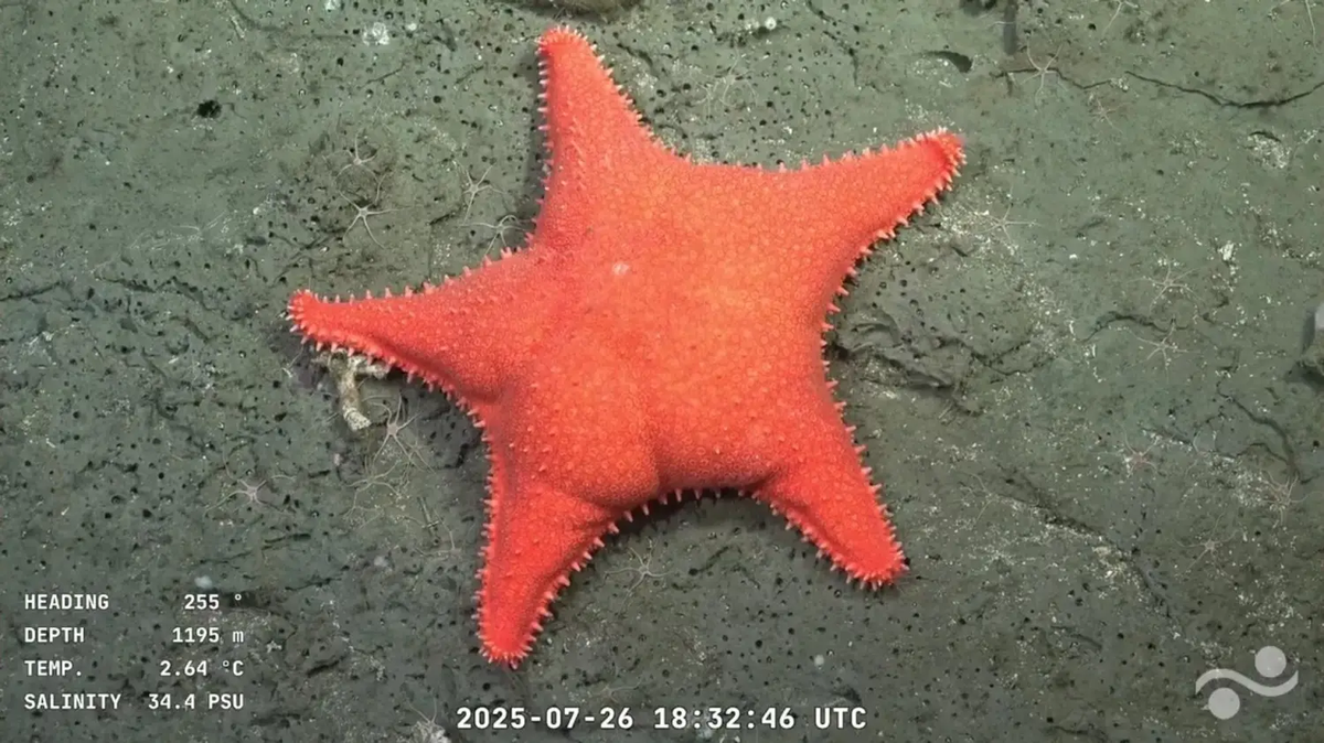  “Talud Continental IV” nos invita a mirar hacia las profundidades para entender, valorar y proteger uno de los entornos más desconocidos y fascinantes del planeta.