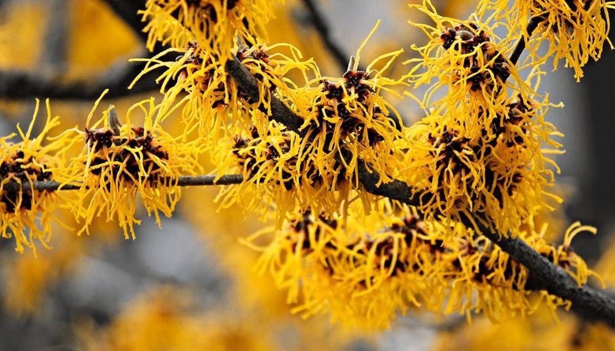 Este encantador árbol llama la atención por sus flores doradas que desprenden una fragancia intensa.
