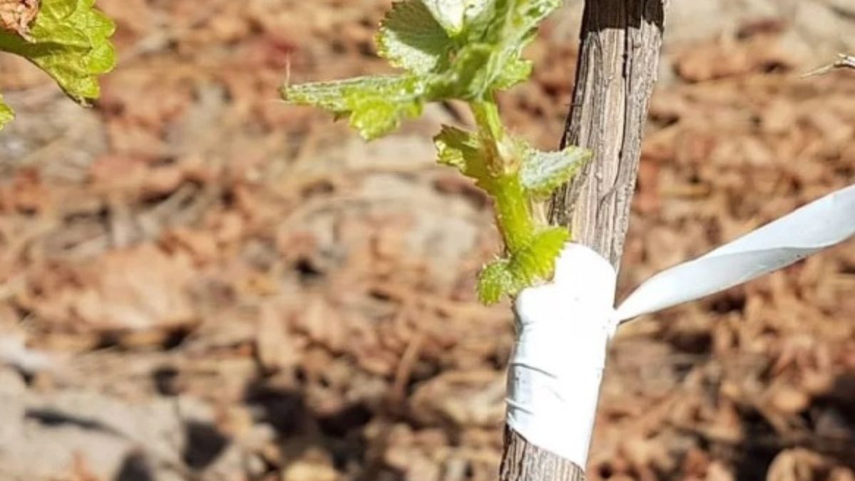 El portainjerto, una de las soluciones que proponen los expertos para hacer que las vides sean más resistentes a la sequía. El portainjerto, una de las soluciones que proponen los expertos para hacer que las vides sean más resistentes a la sequía.