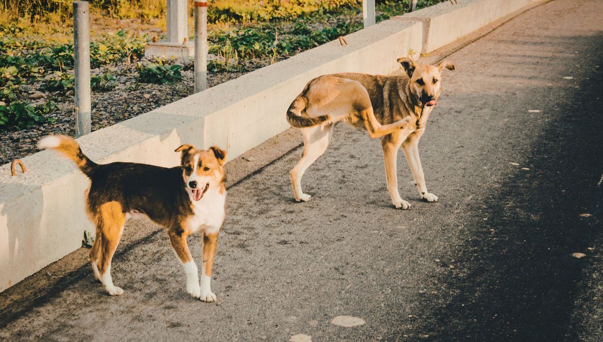 Ponerle un collar de choclos al perro es una creencia popular. Ponerle un collar de choclos al perro es una creencia popular.