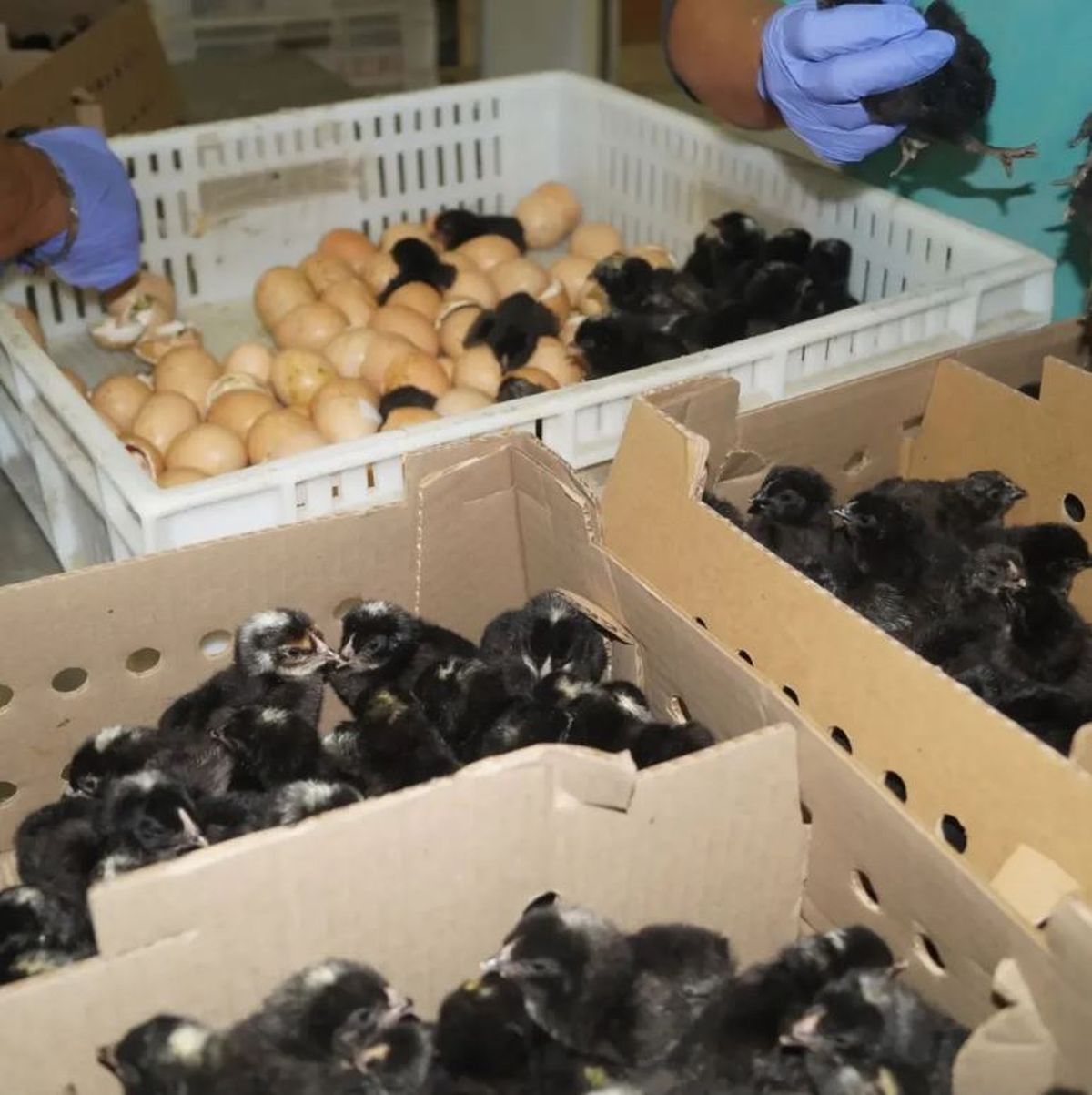 El INTA era el encargado de hacer la diistribución, entre familias rurales, del Centor Multiplicador de Aves Ponedoras El INTA era el encargado de hacer la diistribución, entre familias rurales, del Centor Multiplicador de Aves Ponedoras