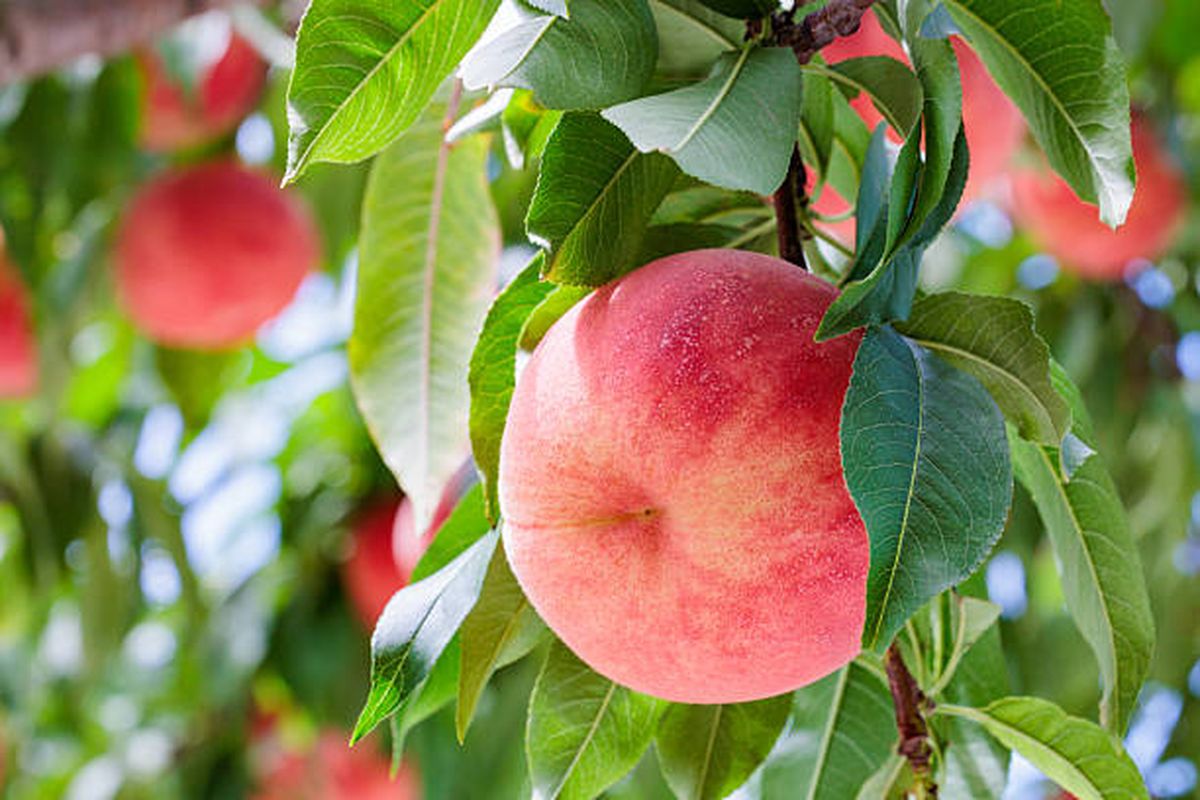Si buscás un árbol frutal para cultivar antes del invierno, el durazno es una de las opciones. Si buscás un árbol frutal para cultivar antes del invierno, el durazno es una de las opciones.