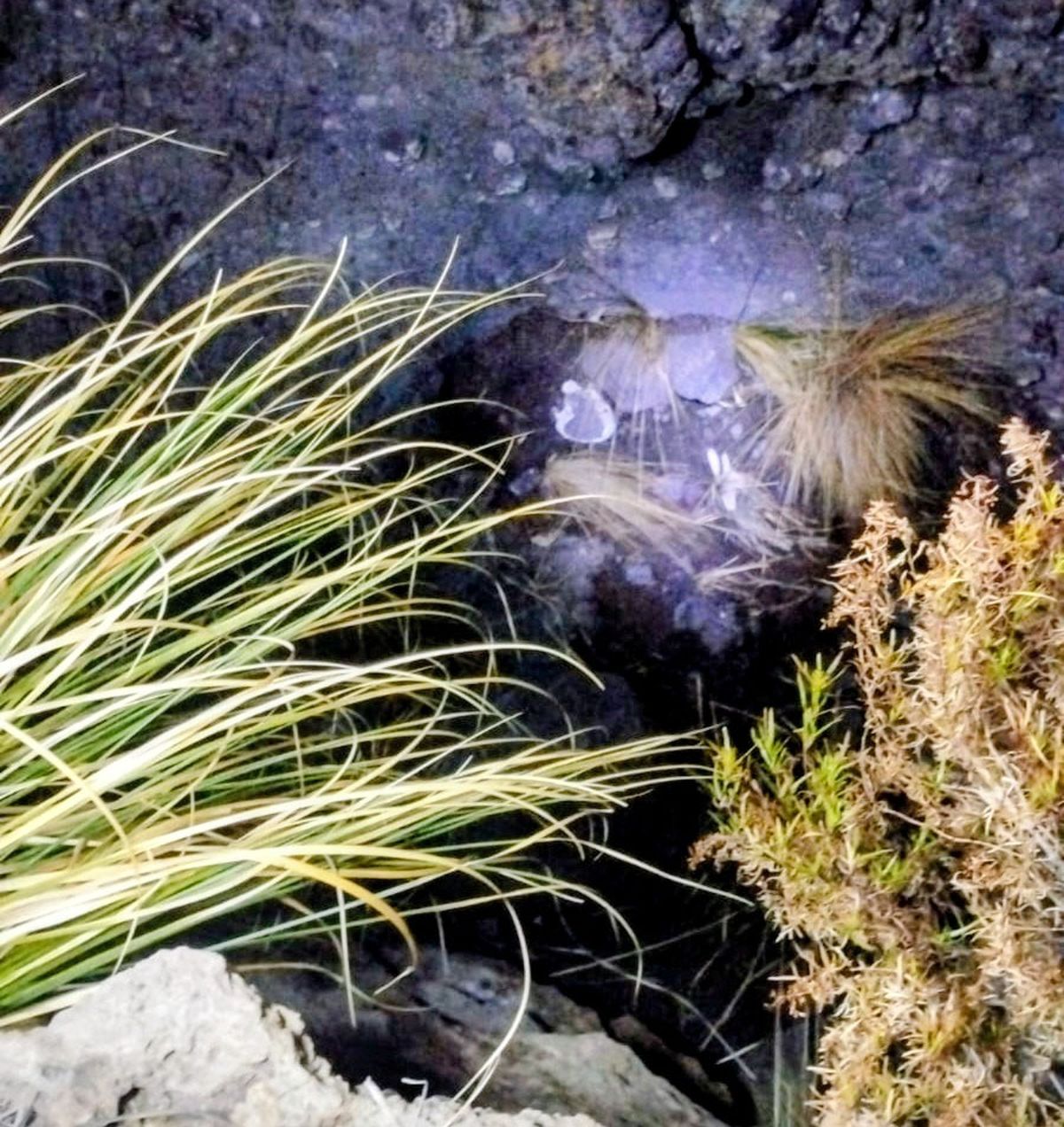 Una de las imágenes que sacaron a los huesos encontrados por una pareja en el distrito El Nihuil, de San Rafael. Una de las imágenes que sacaron a los huesos encontrados por una pareja en el distrito El Nihuil, de San Rafael.